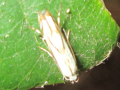 Polyhymno pontifera