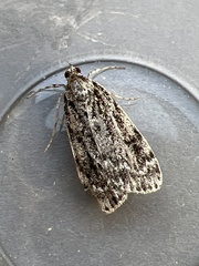 Eudonia truncicolella