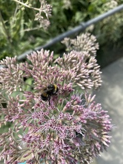 Bombus