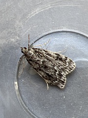 Eudonia truncicolella