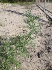 Artemisia jacutica