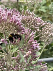 Bombus