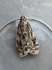 Eudonia truncicolella