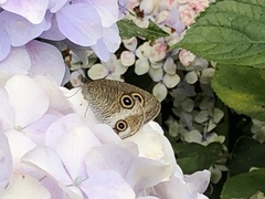 Ypthima multistriata