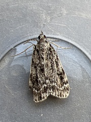 Eudonia truncicolella