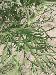 Artemisia jacutica