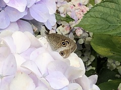 Ypthima multistriata