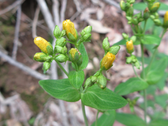 Hypericum erectum