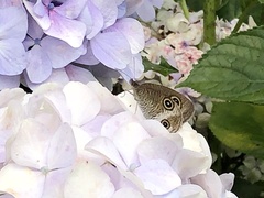 Ypthima multistriata