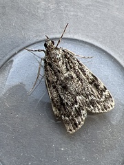 Eudonia truncicolella