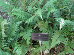 Polystichum rigens