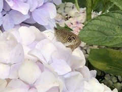 Ypthima multistriata