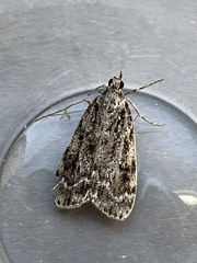 Eudonia truncicolella