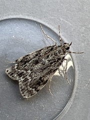 Eudonia truncicolella