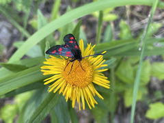 Zygaena viciae