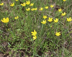 Ranunculus pedatus
