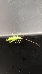 Meconema meridionale