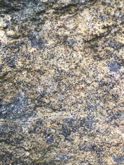 Protoblastenia rupestris