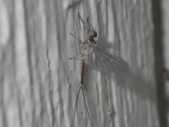 Ephemeroptera