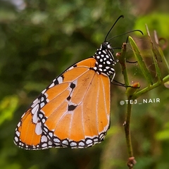 Danaus chrysippus