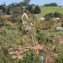 Melaleuca viminalis viminalis