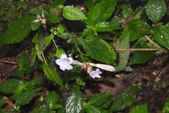 Strobilanthes pentastemonoides