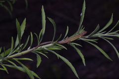 Takydromus septentrionalis