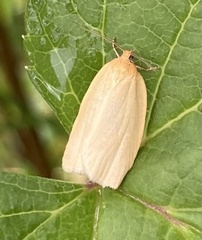Zelotherses paleana