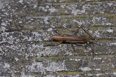 Pseudorhynchus minor