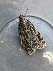 Eudonia truncicolella