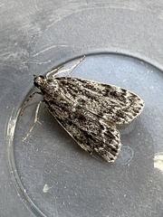 Eudonia truncicolella