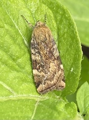 Cryptocala chardinyi