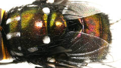 Amenia leonina