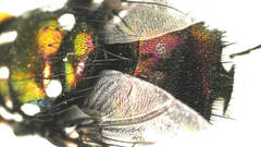 Amenia leonina