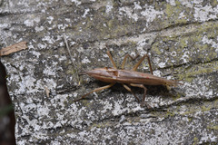 Pseudorhynchus minor