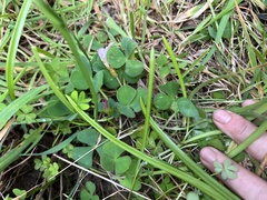 Oxalis purpurea