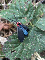 Ctenucha multifaria