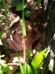 Neurothemis fluctuans