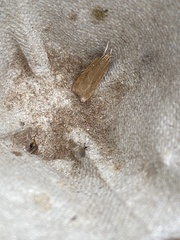 Helcystogramma rufescens