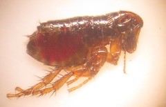 Ctenocephalides