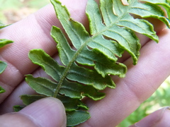 Eriophyes helicantyx