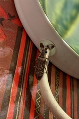 Oligorhipis bifossata