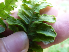Eriophyes helicantyx