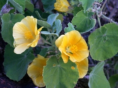 Abutilon leucopetalum