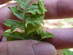 Eriophyes helicantyx
