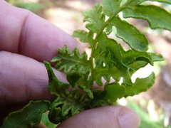 Eriophyes helicantyx