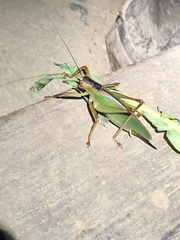 Chrysobliastes olivaceus