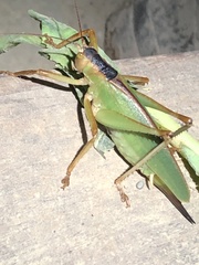 Chrysobliastes olivaceus