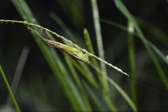 Conocephalus longipennis