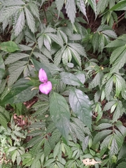 Dicliptera roxburghiana